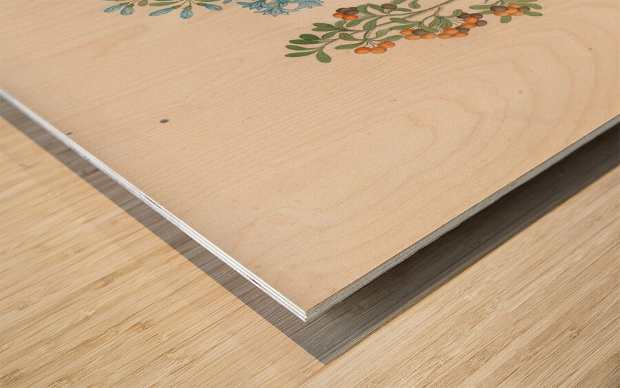 Pentand. mono. [Ehretia rigida] 1817 Wood print