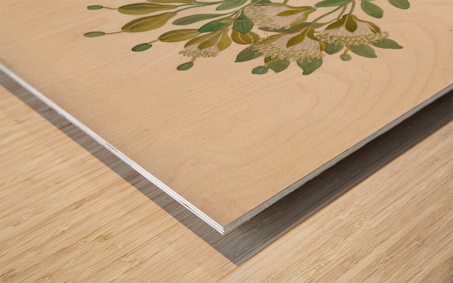 Capparis Nov. Sp. [Maerua caffra] 1817 Wood print