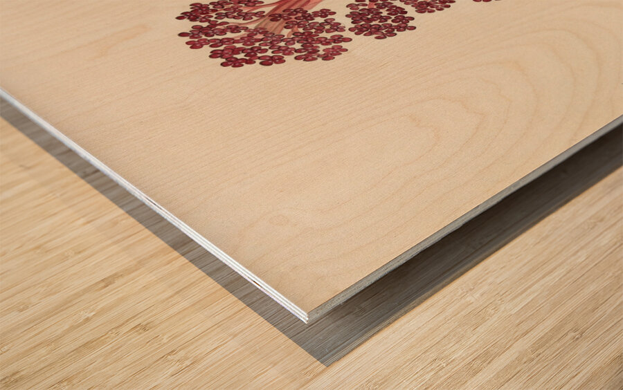 Aphyteia hydnora [Nymphaea nouchali] 1817 Wood print