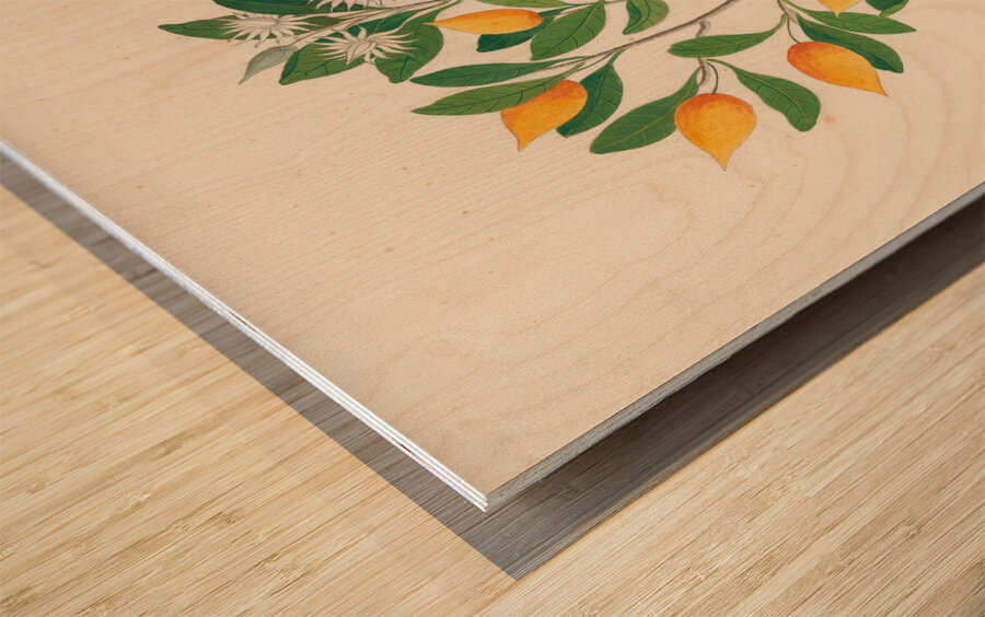 Hexand. Mono. [Mimusops obovata] 1817 Wood print