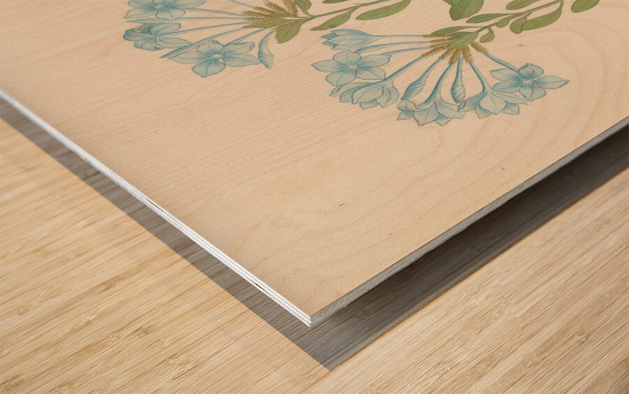 Plombago capensis [Plumbago auriculata] 1817 Wood print