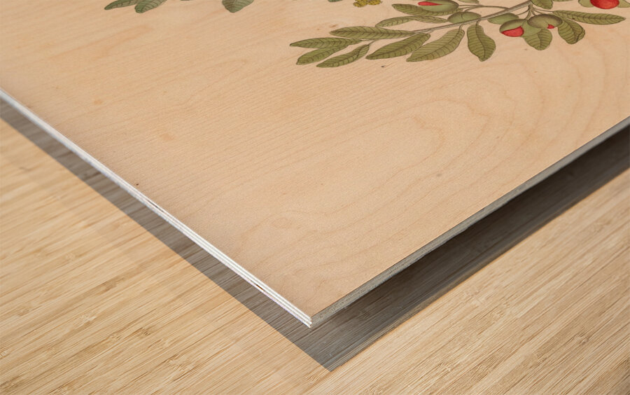 Octandria Monog. [Pappea capensis] 1817 Wood print