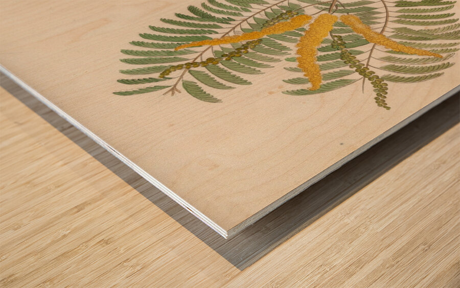 Mimosa [Acacia caffra] 1817 Wood print
