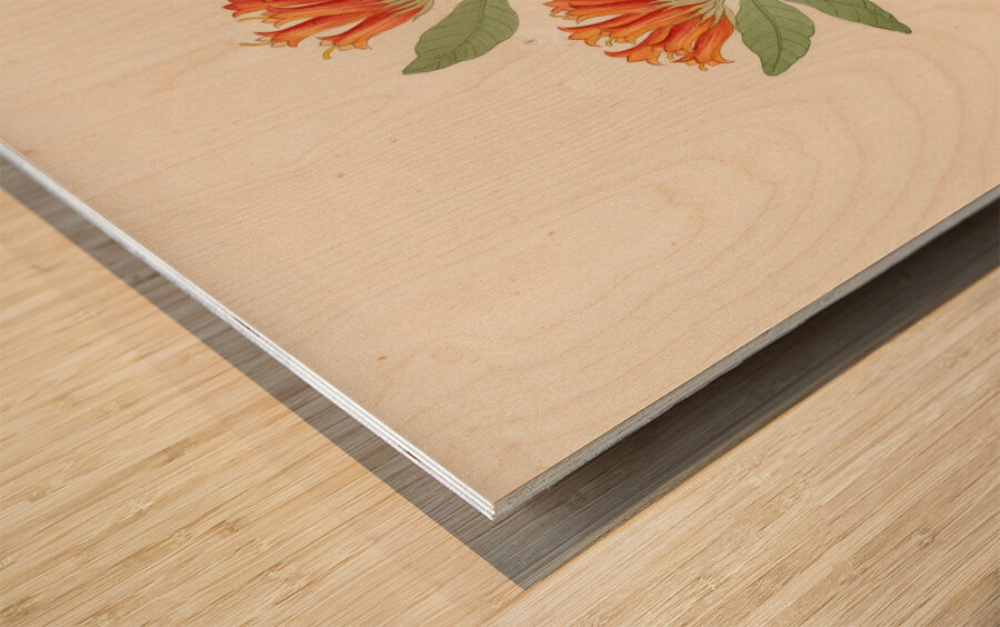 Gardenia Nova Sp. [Burchellia bubalina] 1817 Wood print