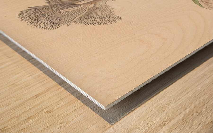 Arnica [Oldenburgia grandis] 1817 Impression sur bois