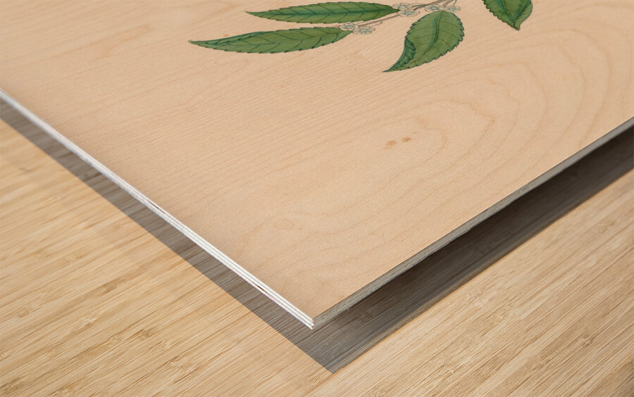 Rhamnus [Curtisia dentata] 1817 Wood print