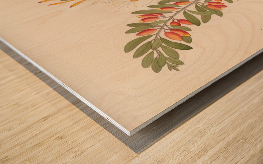 Loranthus N. Sp. [Moquiniella rubra] 1817 Wood print