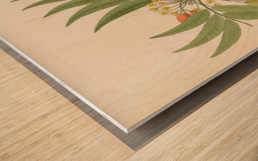 Decandria Mon. [Harpephyllum caffrum] 1817 Impression sur bois