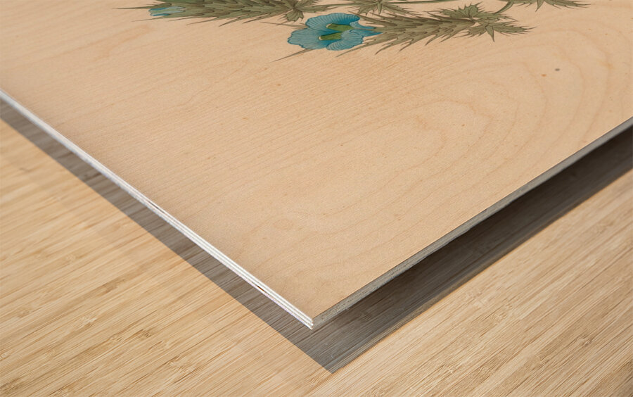 Acanthus carduifolia [Blepharis sinuata] 1817 Wood print