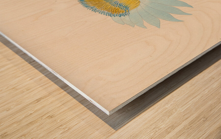 Nymphaea coerulea [Nymphaea nouchali] 1817 Wood print