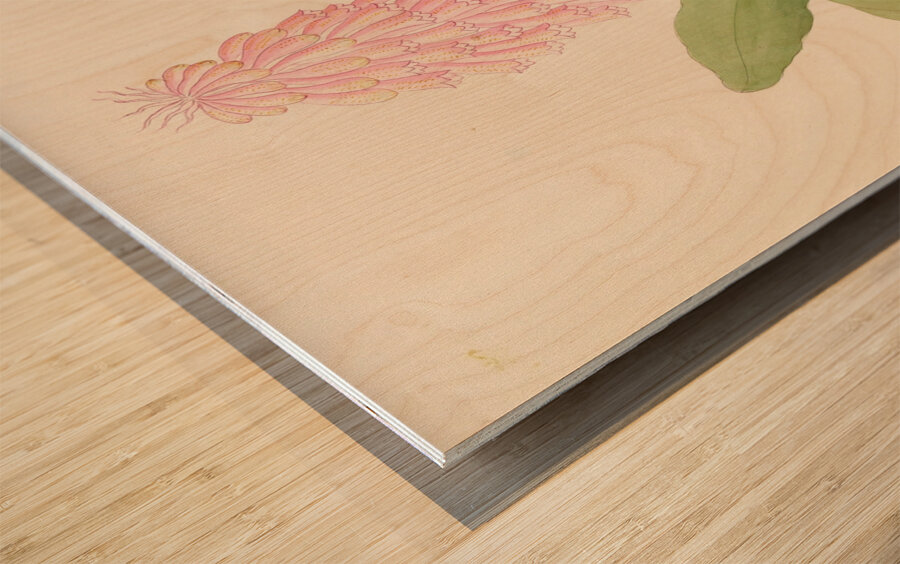 Veltheimia viridifolia [Veltheimia bracteata] 1817 Wood print