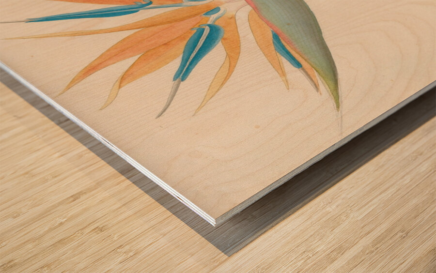 Strelitzia Reginae 1817 Impression sur bois