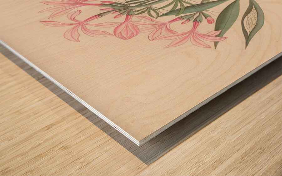 Ceropegia or Echites [Pachypodium succulentum] 1817 Wood print