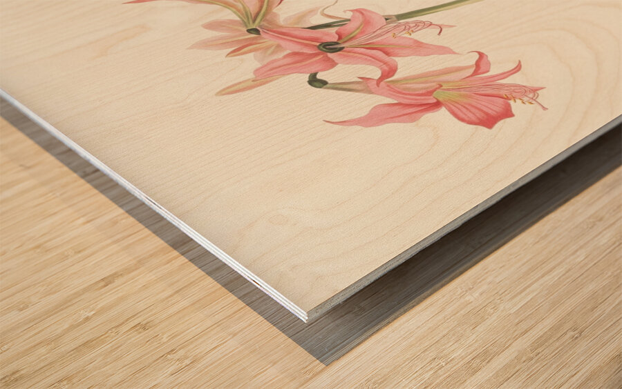 Amaryllis Stilosa 1834 Wood print