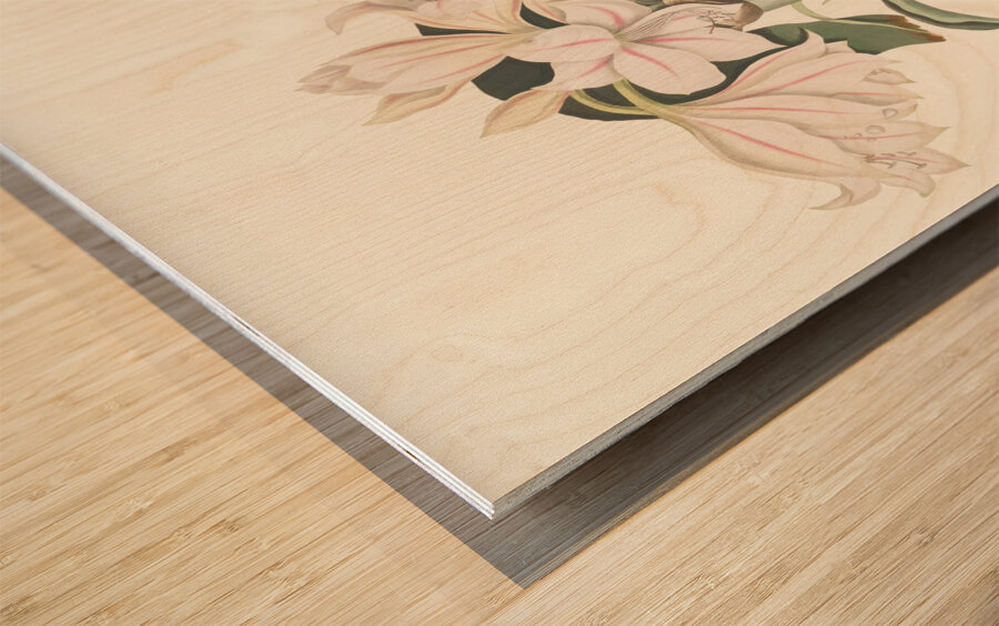 Crinum Scabrum 1834 Wood print