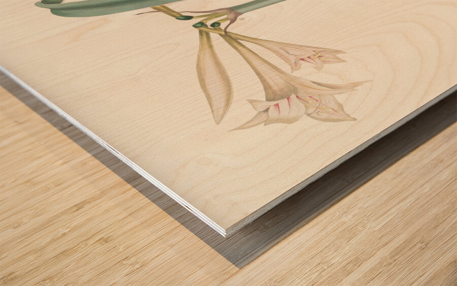 Amaryllis Harrisoni 1834 Wood print