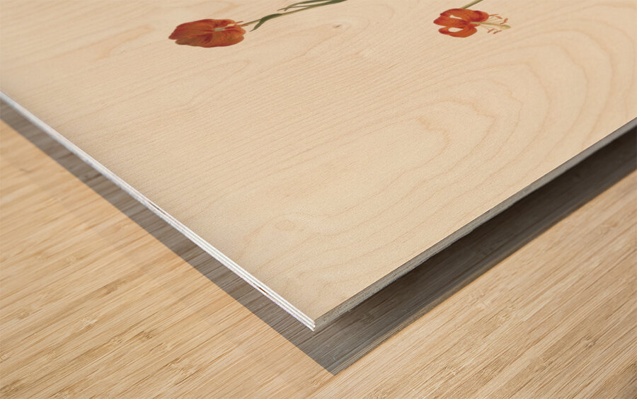 Lilium Pyrenaicum 1834 Wood print