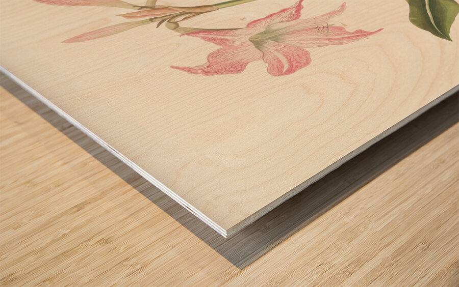 Amaryllis Steilatafolia 1834 Wood print