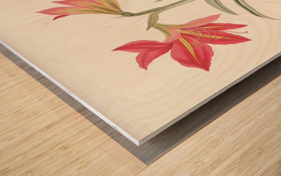 Amryllis Platypetala. 1834 Wood print