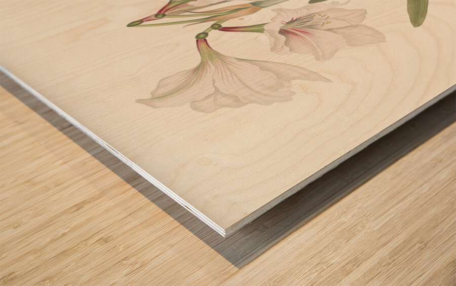 Amaryllis Picta. 1834 Impression sur bois