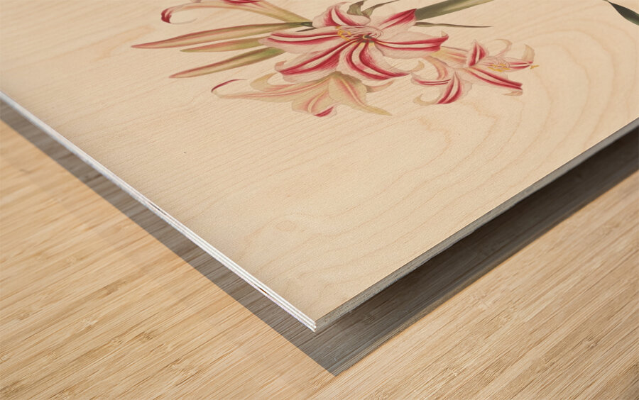 Ameryllis Superba Vittata 1834 Wood print