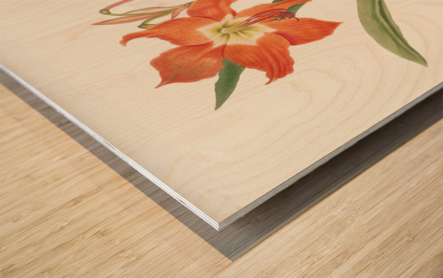 Amaryllis Equestris Major 1834 Wood print
