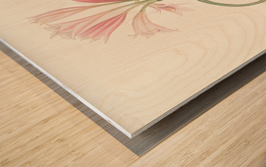 Amaryllis Longifolia Glauca 1834 Wood print