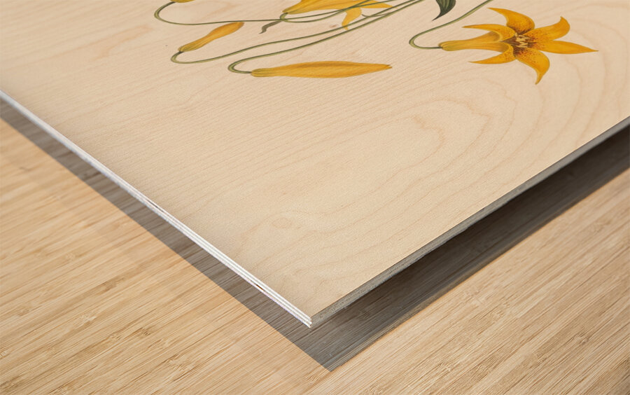 Lilium Canadense. [Canada Lily Wild Yellow Lily] 183400 Wood print