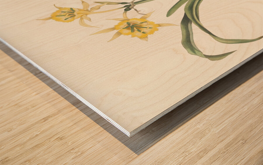 Pancratium Amancaes 1834 Wood print