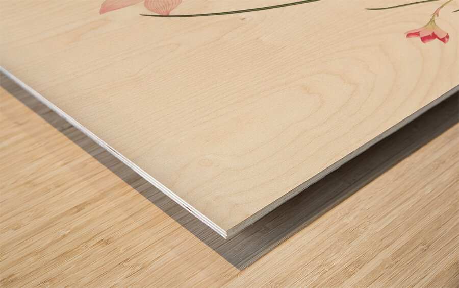 1. Zephyranthes Carinatus. 2. Zephyranthes Rosea. 1834 Wood print