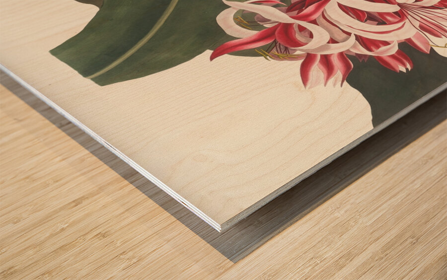 Crinium Augustum. [Queen Emma] 1834 Impression sur bois