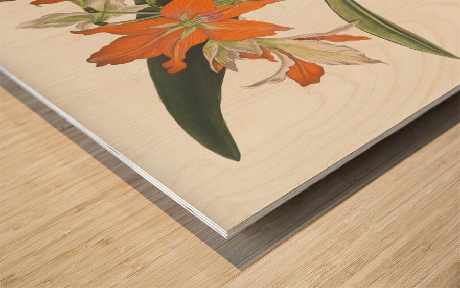 Amaryllis Fulgida 1834 Wood print