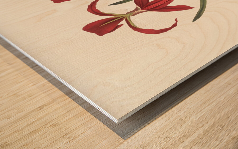 Amaryllis Formosissima. 1834 Impression sur bois