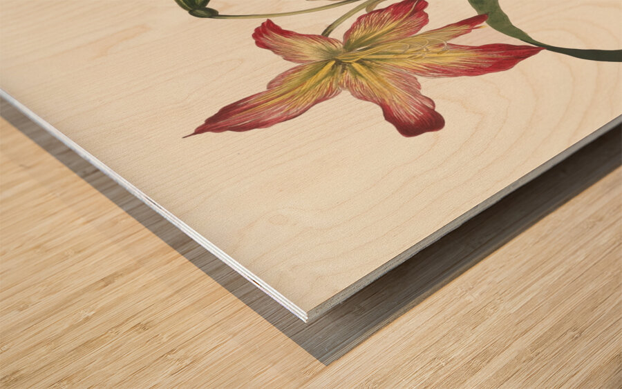 Amaryllis Psittacina 1834 Wood print