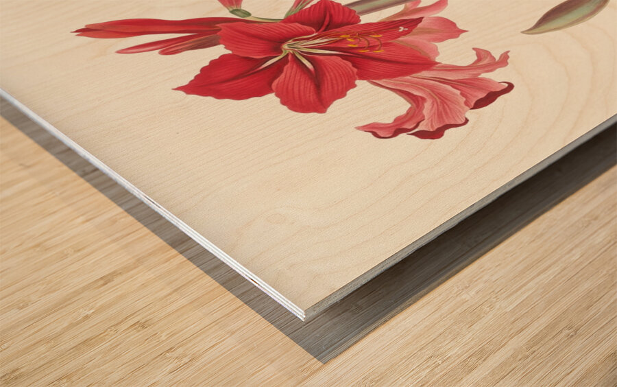 Amaryllis Johnsoni. 1834 Wood print