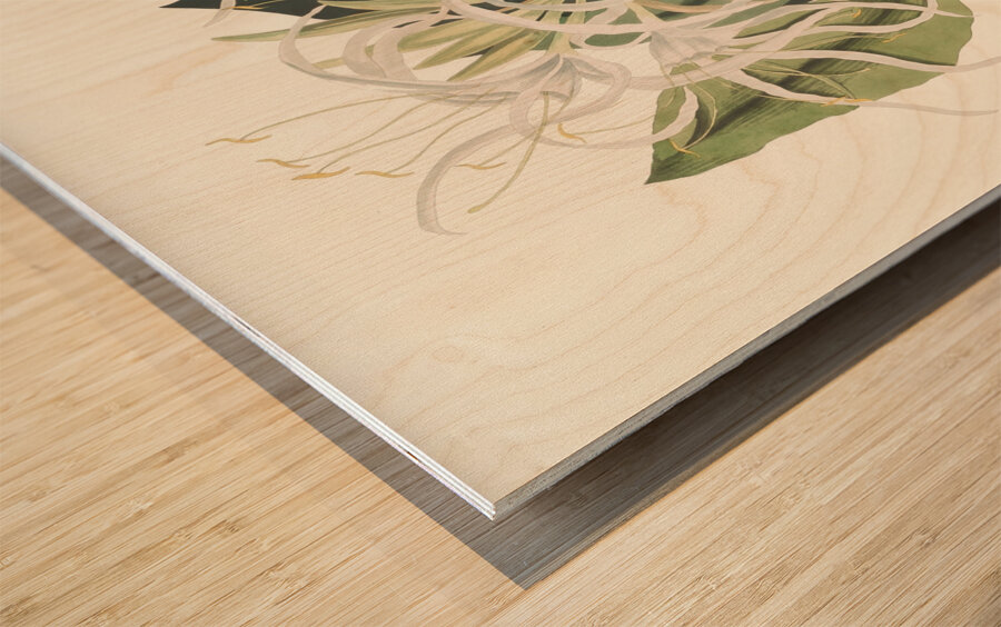 Pancratium Specidsum 1834 Wood print