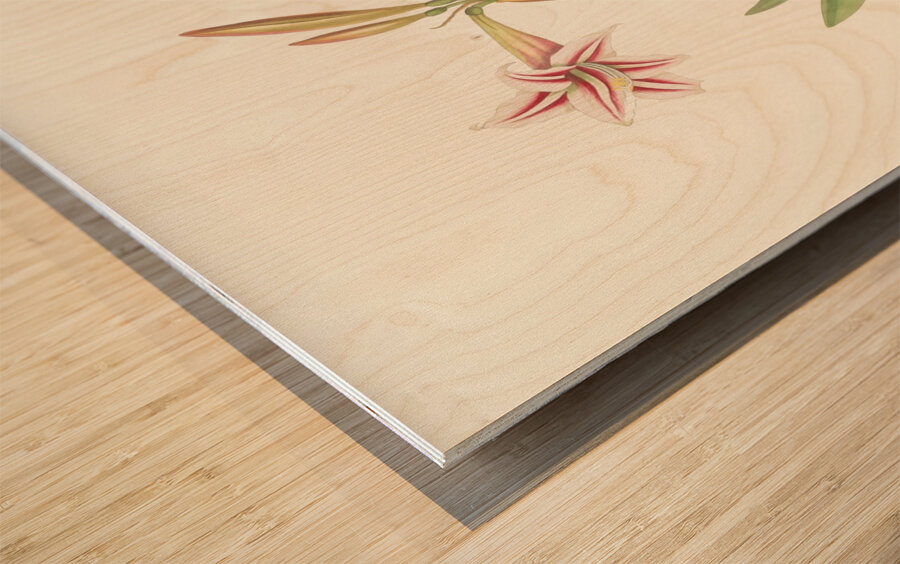 Amaryllis Vittata Minor 1834 Wood print