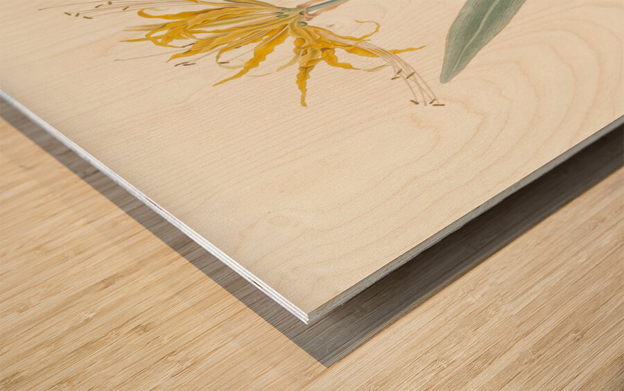 Nerine Aurea. 1834 Wood print