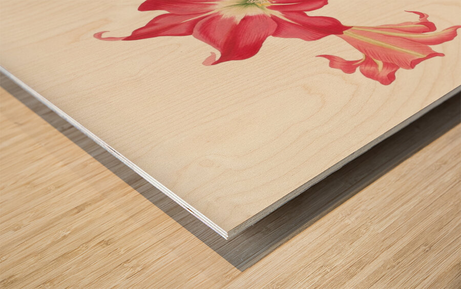 Amaryllis Solandriflora Var. Or Amaryllis Johnsoni 1834 Wood print