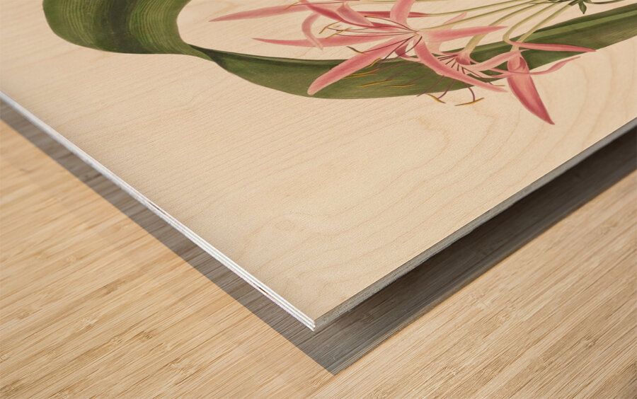 Crinum Cruentum 1834 Wood print