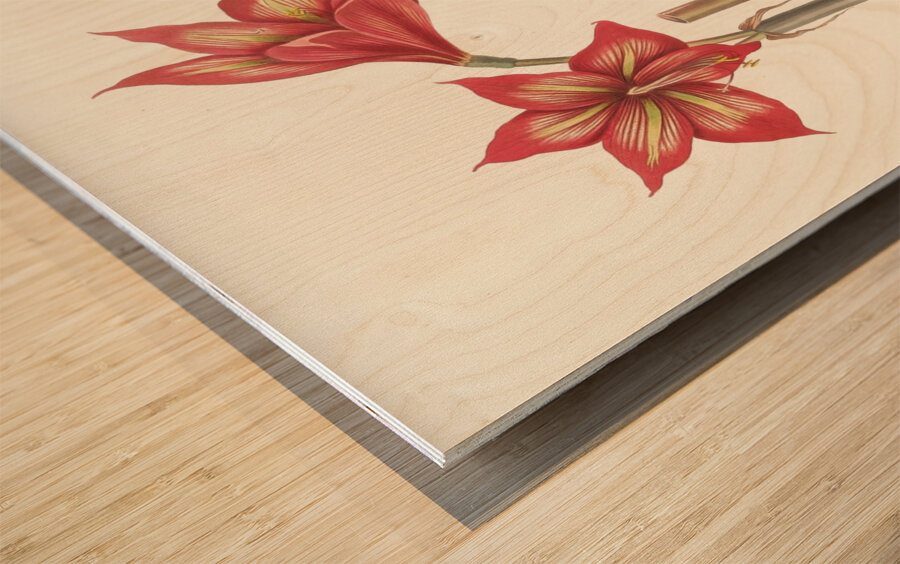 Amaryllis Correiensis. 1834 Wood print