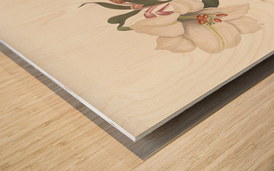 Lilium Japonicum. 1834 Wood print