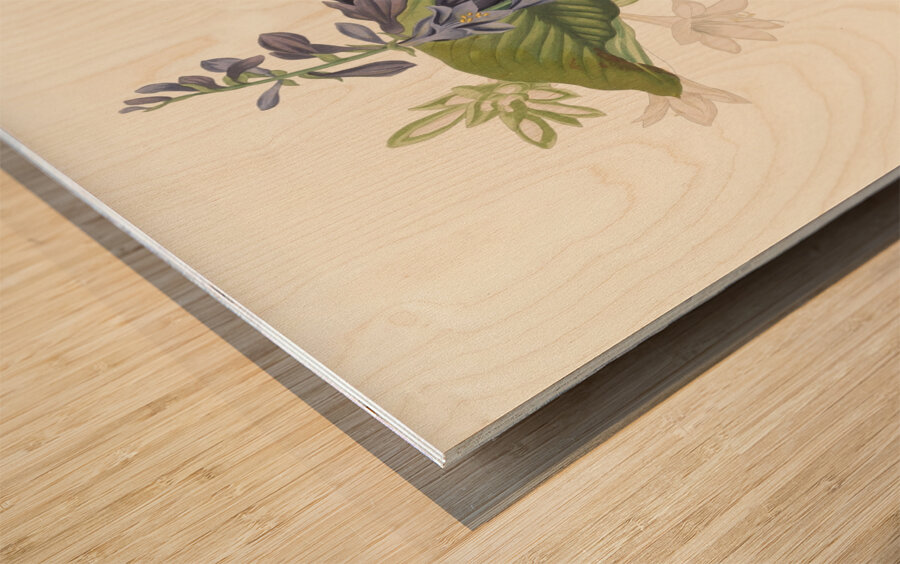 Hemerecalliscarulea Hemerecallis Japonica 1834 Wood print