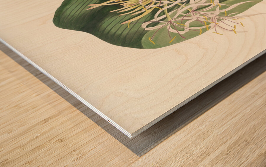 Crinum Declinatum 1834 Wood print