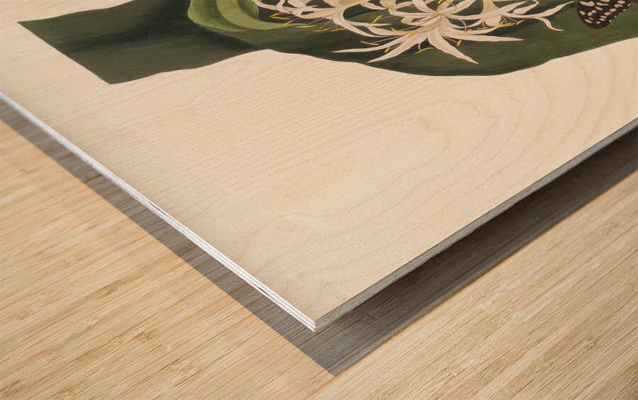 Crinum Pedunculatum. [River Lily] 1834 Wood print