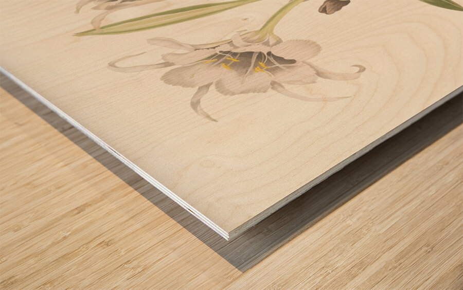 Pancratium Calathinum. 1834 Wood print