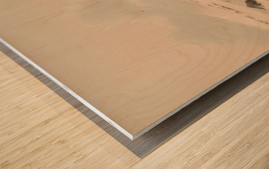 Buffalo Bull in Snow Drift 1844 Wood print