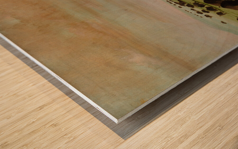 Buffalo Bulls in a Wallow 1837-1839 Wood print