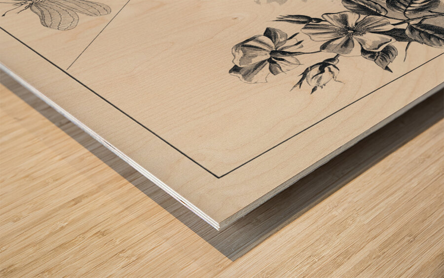 Trout Flies  Wood print