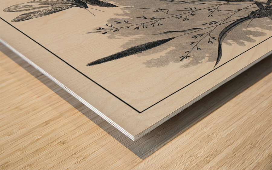 Brown Stone-flies  Wood print